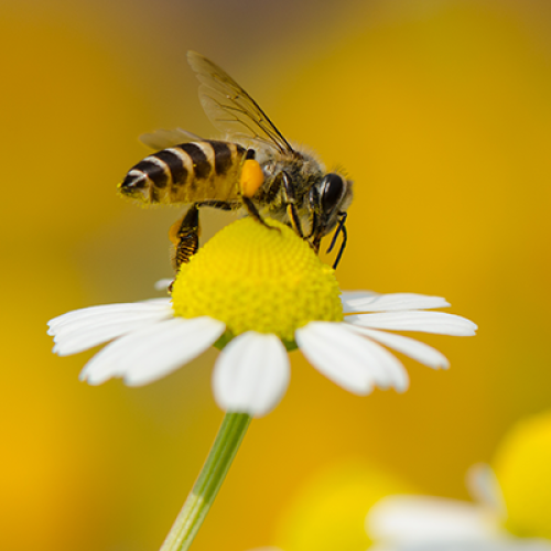 Photo of Bee